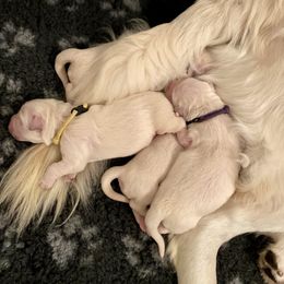 Golden Retriever Puppies from Suncoast Goldens