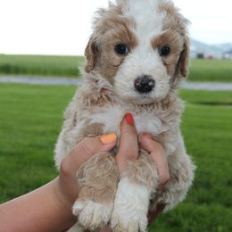 Boy 5 - Bernedoodle puppy in New Weston, Ohio from Buschur Bernedoodles