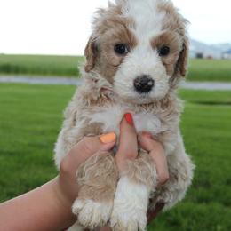 Boy 5 - Bernedoodle puppy in New Weston, Ohio from Buschur Bernedoodles