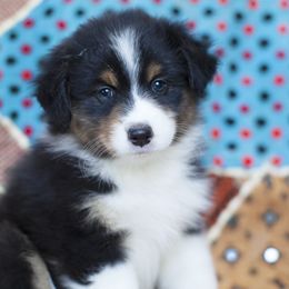 Girl 5 - Black Australian Shepherd puppy in Tennessee from Sidney Vale Aussies