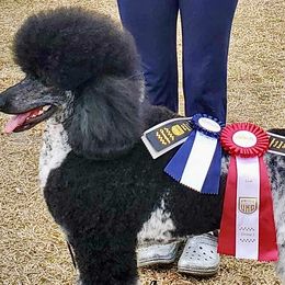 Poodles from Apricity Poodles