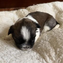 Shih Tzu Puppies from Niepoetter Shih Tzus