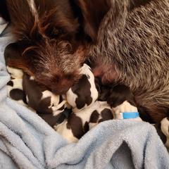 German Wirehaired Pointer Puppies from Ca’ Rigada Deutsch Drahthaar (GWP)
