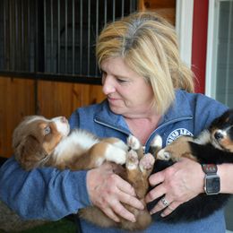Australian Shepherd and Soft Coated Wheaten Terrier Puppies from Ironwood Ridge Kennels
