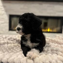 Indigo - Black and white female Bernedoodle puppy in Spring, Texas from Sterling Star Doodles