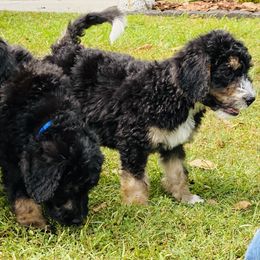 Bernedoodle Puppies from Doodles of Tampa Bay