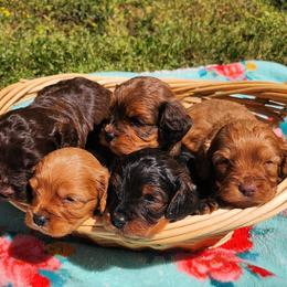 Cavapoo puppies from Clearview Canines