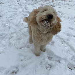 Labradoodle Puppies from Blackberry Hill Doodles