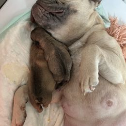 French Bulldog Puppies from Piper’s Pups