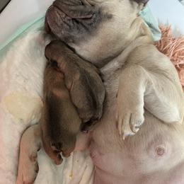 French Bulldog Puppies from Piper’s Pups