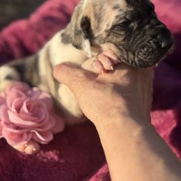 Lennie - Harlequin female Great Dane puppy in Michigan from Garrow Danes House of Blues