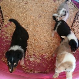 Stripe reserved for SM - Black white and tan female Collie puppy in St Stephens, Wyoming from Desert Kennels