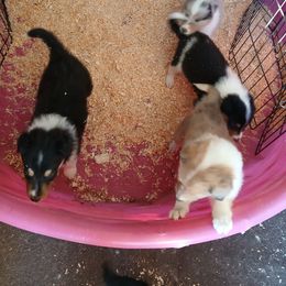Stripe reserved for SM - Black white and tan female Collie puppy in St Stephens, Wyoming from Desert Kennels