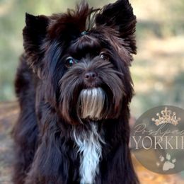 Yorkshire Terriers from Poshpaw Yorkies