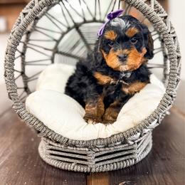 Dopey - Tri-color female Bernedoodle puppy in West Haven, Utah from Split Mountain Doodles