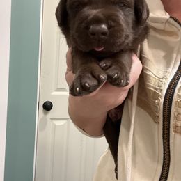 Chocolate male - Chocolate male Labrador Retriever puppy in Waterford, Connecticut from Butlertown Labs