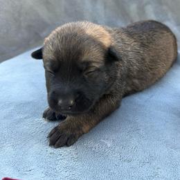 Nutmeg - Red sable female Belgian Malinois puppy in Sheridan, Arkansas from Dark Sky Kennels