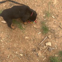French Bulldog and Rottweiler Puppies from MBArotties_frenchies