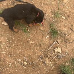 French Bulldog and Rottweiler Puppies from MBArotties_frenchies