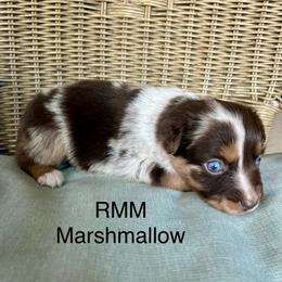 Boy 2 - Red merle male Miniature Australian Shepherd puppy in Roseville, California from Golden State Mini Aussies