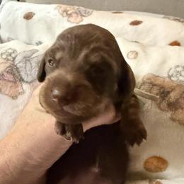 Girl 3 - female Dachshund puppy in Apache Junction, Arizona from Shaw Dachshunds