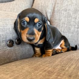 Yetti 2000 - Black and cream male Dachshund puppy in Tonopah, Arizona from Brandie's Dachshunds