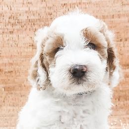 Double Doodle, Labradoodle, and Sheepadoodle Puppies from Mule Mountain Doodles