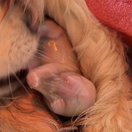 Golden Retriever Puppies from Ruff Life Goldens