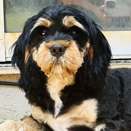 Spencer - Cavapoo