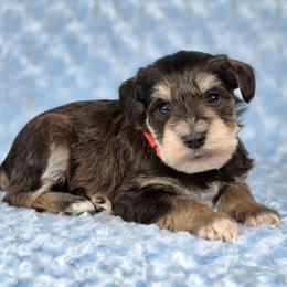 Tucker - Salt and pepper male Miniature Schnauzer puppy in Ely, Nevada from Great Basin Miniature Schnauzers
