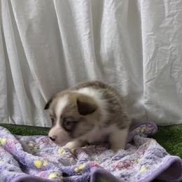 Girl 1 - Red female Pembroke Welsh Corgi puppy in Moulton, Alabama from Reed's Pembroke Corgi Welsh
