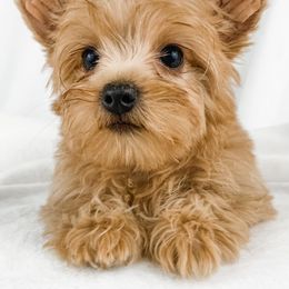 Dachshund, Great Dane, and Yorkshire Terrier Puppies from WZ Kennels