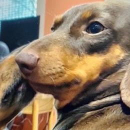 Hattie - Dachshund
