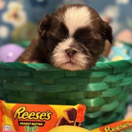 North - Liver and white male Shih Tzu puppy in Sharon, Pennsylvania from Keystone Danes and Shih tzus