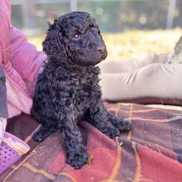 Purple - Black male Poodle puppy in Palmetto, Georgia from Renders Poodles