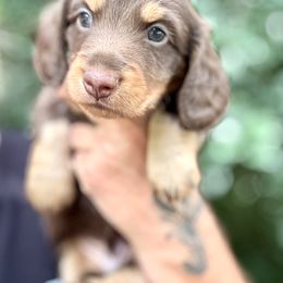 Landon - Chocolate and cream male Dachshund puppy in Call, Texas from Dachshund D’Amore