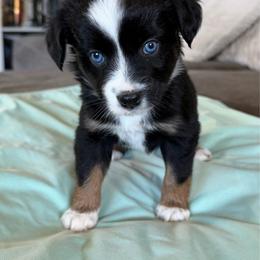 Kona - Black tri female Miniature American Shepherd puppy in Milton Freewater, Oregon from Sparkling Cross Toy & Mini Aussies