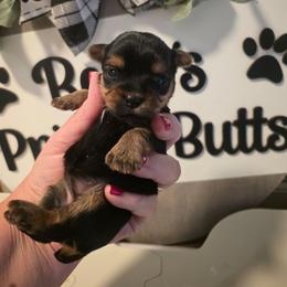 Ra - Black and tan female Yorkshire Terrier puppy in Clermont, Florida from Bella's Prissy Butts
