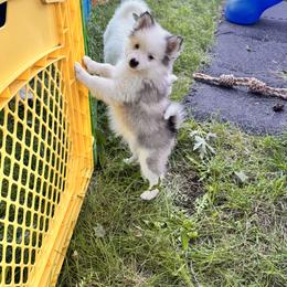 Pomsky Puppies from Blue Heaven Pomsky