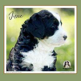 Aussiedoodle and Bernedoodle Puppies from Our Appalachian Doodles