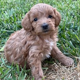 Maltipoo Puppies from Piper N Penny