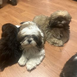 Shih Tzu Puppies from Little Lions West