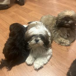 Shih Tzu Puppies from Little Lions West