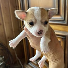 Green - Sable spotted white male Chihuahua puppy in Isanti, Minnesota from Happy Little Chihuahuas