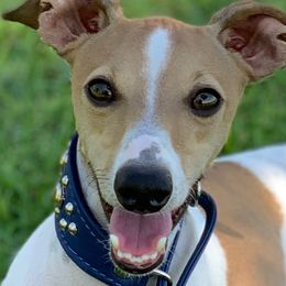 Italian Greyhounds from Lucciole Lowchen and Italian Greyhounds