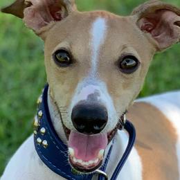 Italian Greyhounds from Lucciole Lowchen and Italian Greyhounds