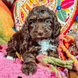Chaco - Tri-color male Australian Labradoodle puppy in Decatur, Alabama from Southern Meadows Doodles