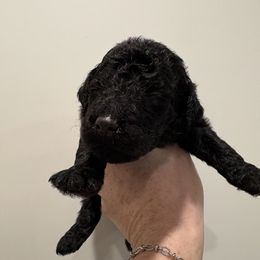 Goldendoodle and Poodle Puppies from Southern Stroll Poodles & Doodles