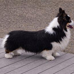 Gemmy - Pembroke Welsh Corgi
