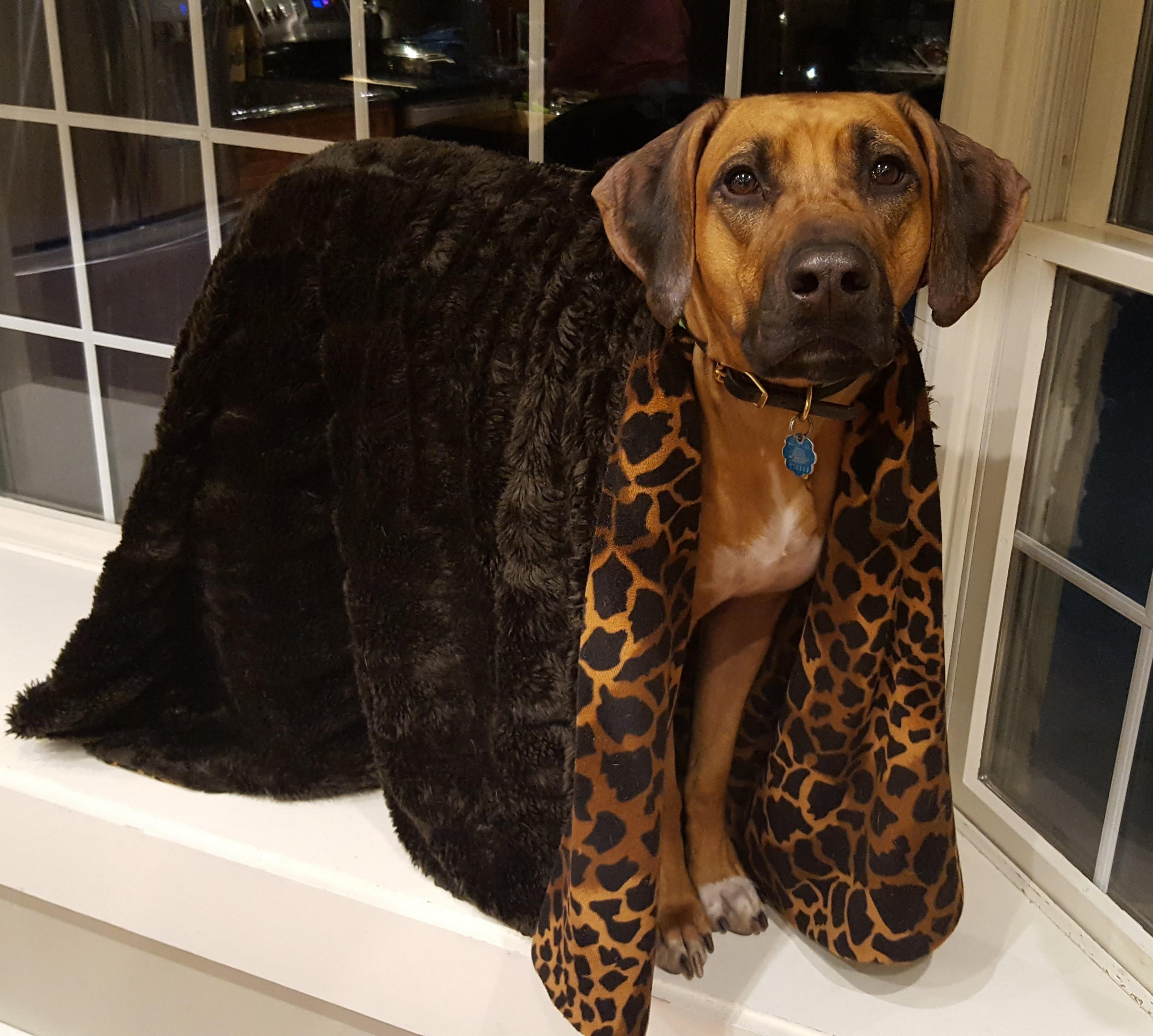 Stone's Throw Ridgebacks in New Hampshire | Rhodesian Ridgeback puppies ...